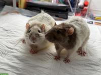 2 Ratten Männchen, 1.5-jährig, mit grossem Käfig