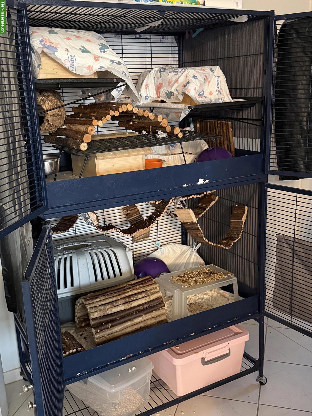 Bild 2: 2 Ratten Männchen, 1.5-jährig, mit grossem Käfig