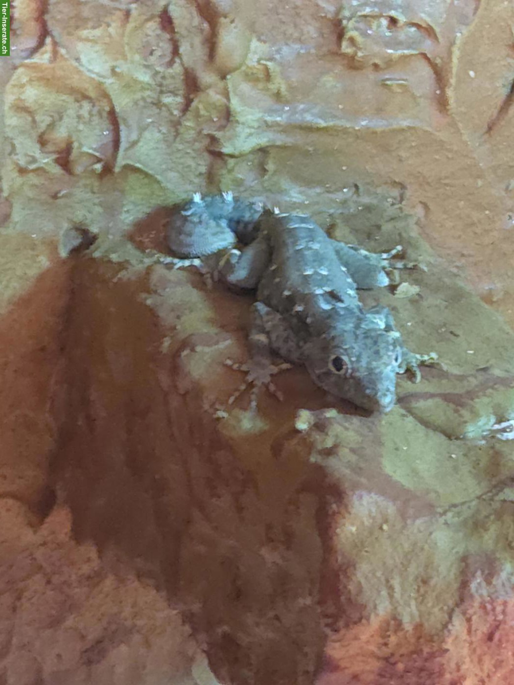 Skorpionschwanzgecko Männchen (Pristurus carteri)