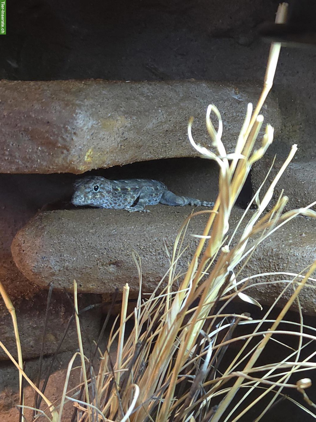 Bild 2: Skorpionschwanzgecko Männchen (Pristurus carteri)