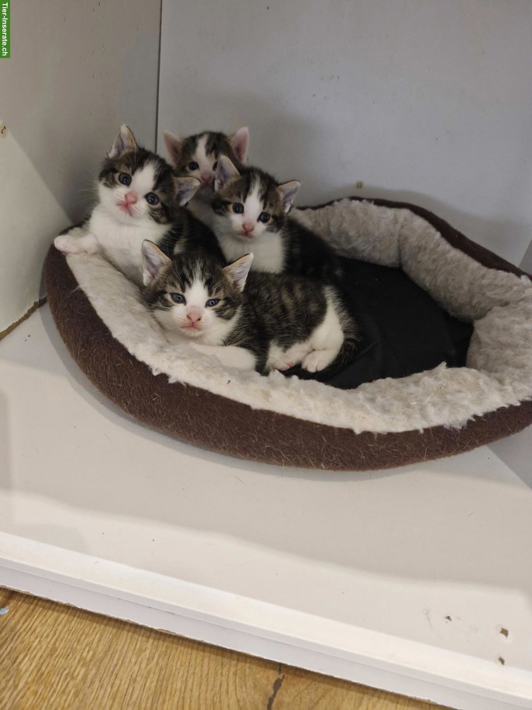 Junge mix Katzen, Mutter Hauskatze, Vater Siam