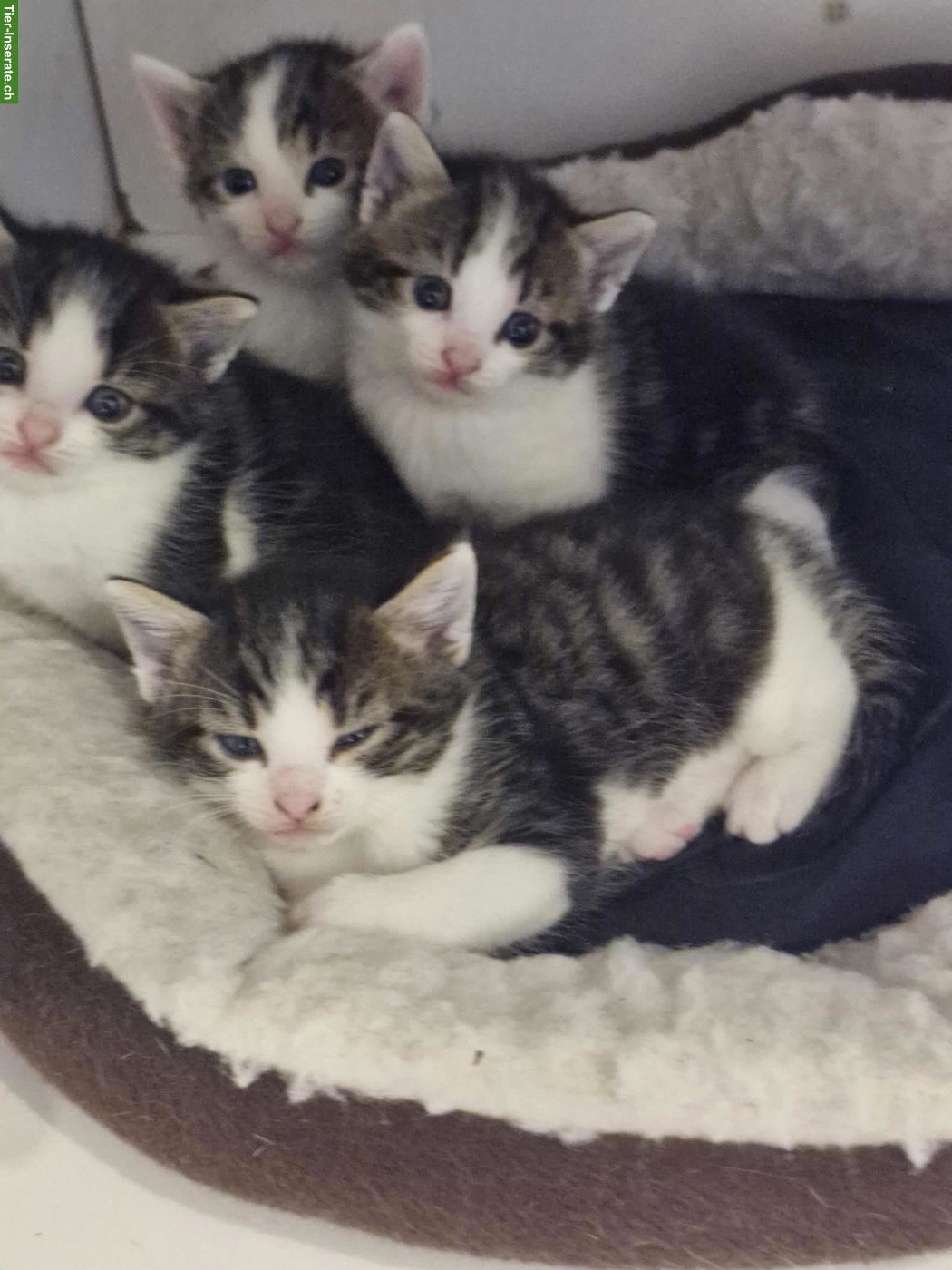 Bild 2: Junge mix Katzen, Mutter Hauskatze, Vater Siam