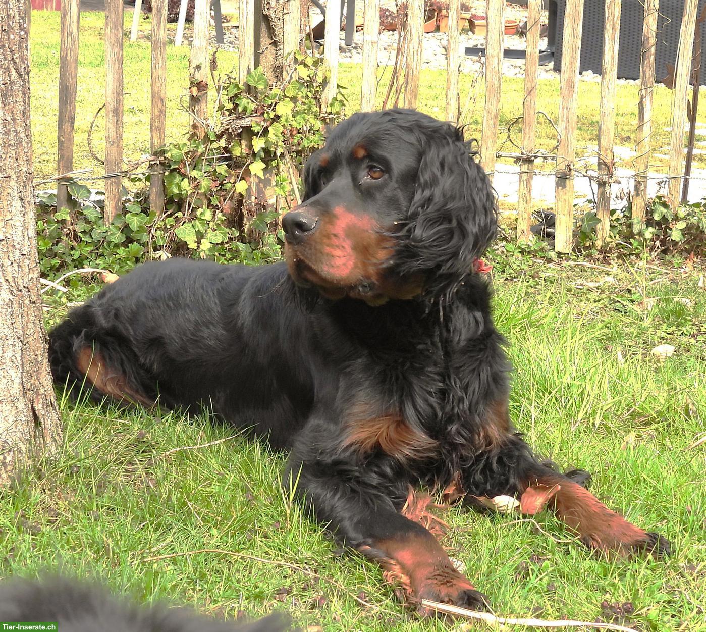 Gordon Setter Rüde wünscht sich ein Zuhause für immer
