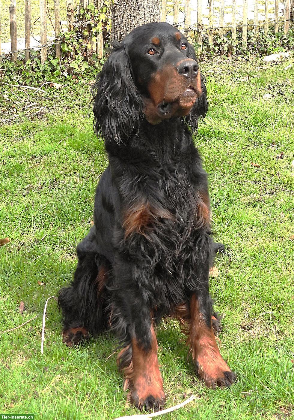 Bild 2: Gordon Setter Rüde wünscht sich ein Zuhause für immer