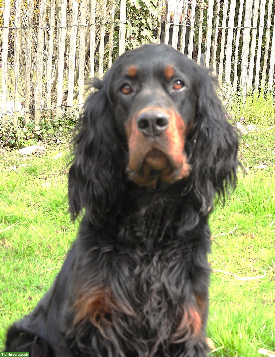 Bild 3: Gordon Setter Rüde wünscht sich ein Zuhause für immer