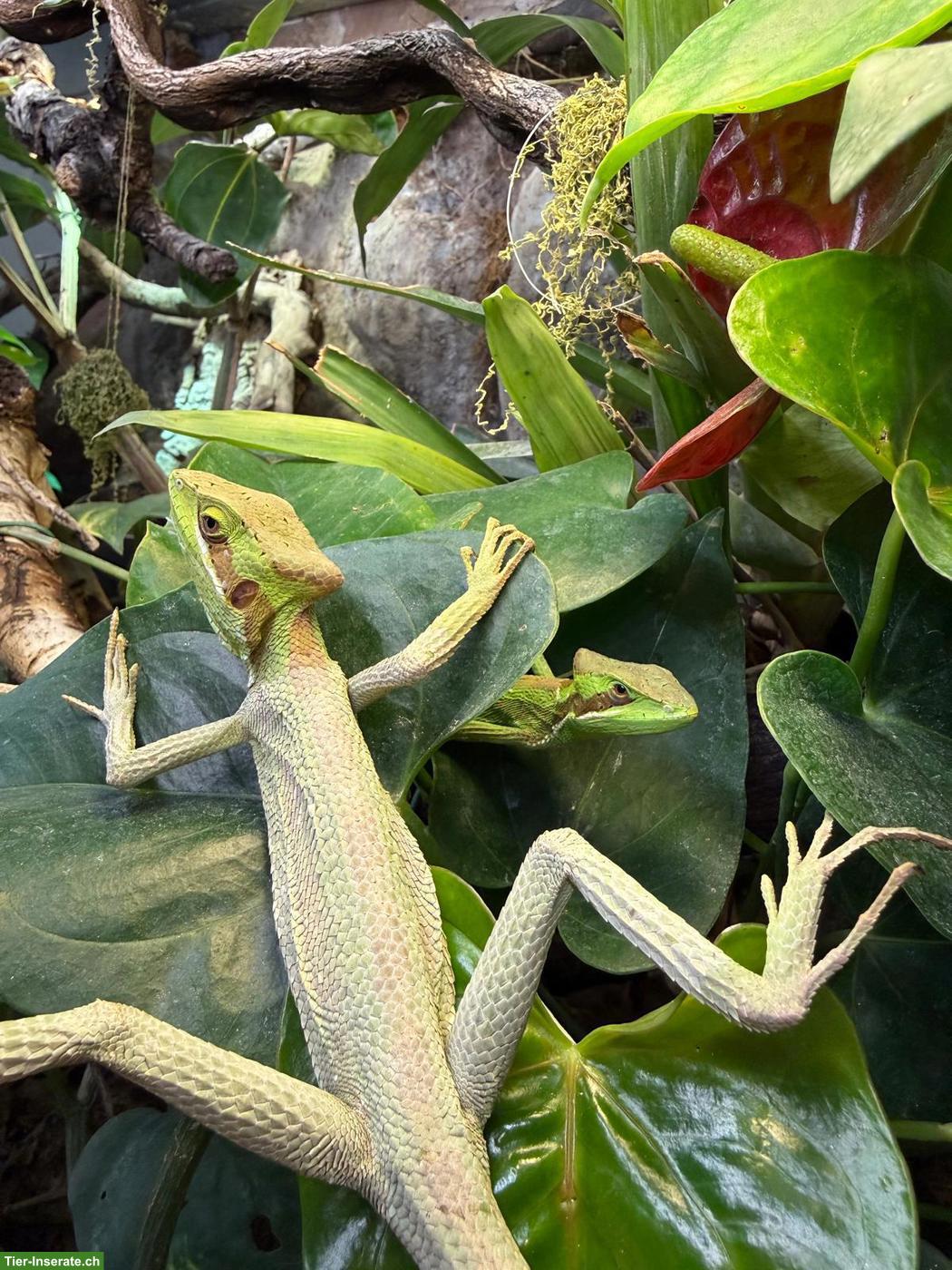 3 Basilisken mit Terrarium-Komplettset & Unterschrank