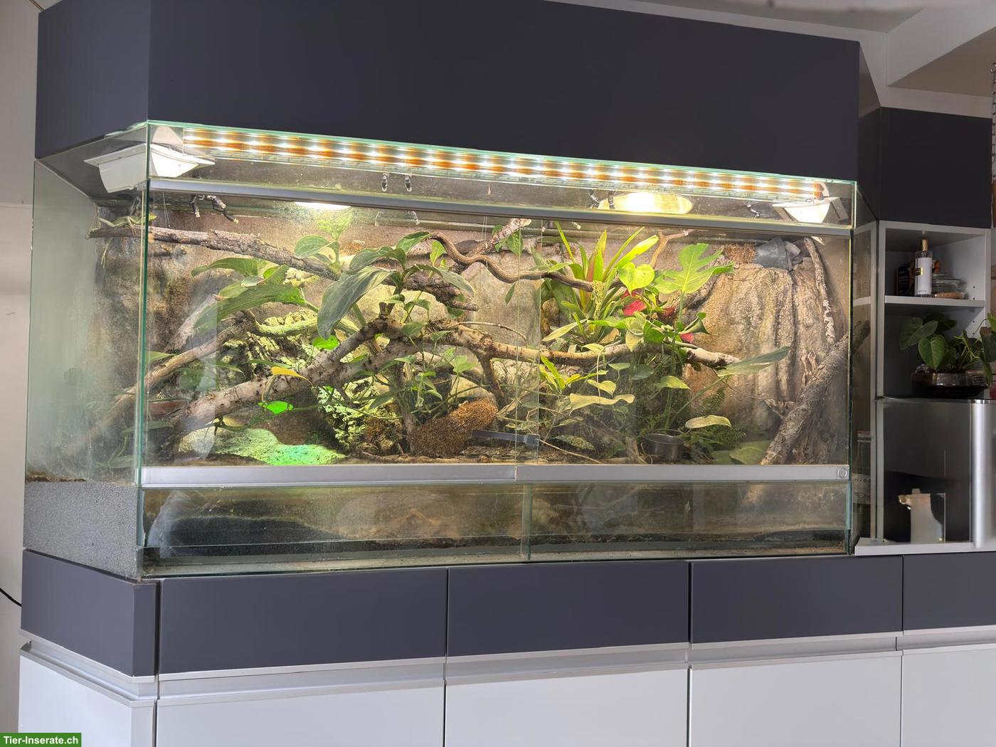 Bild 2: 3 Basilisken mit Terrarium-Komplettset & Unterschrank