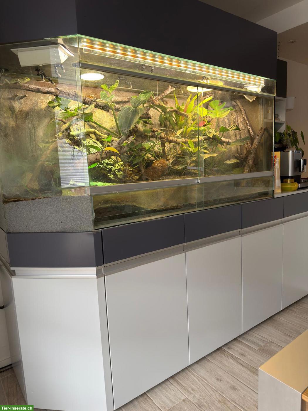 Bild 3: 3 Basilisken mit Terrarium-Komplettset & Unterschrank