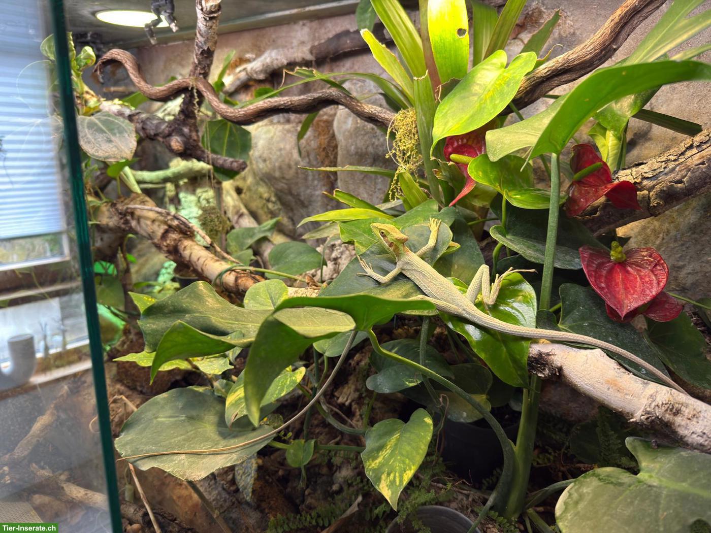 Bild 5: 3 Basilisken mit Terrarium-Komplettset & Unterschrank