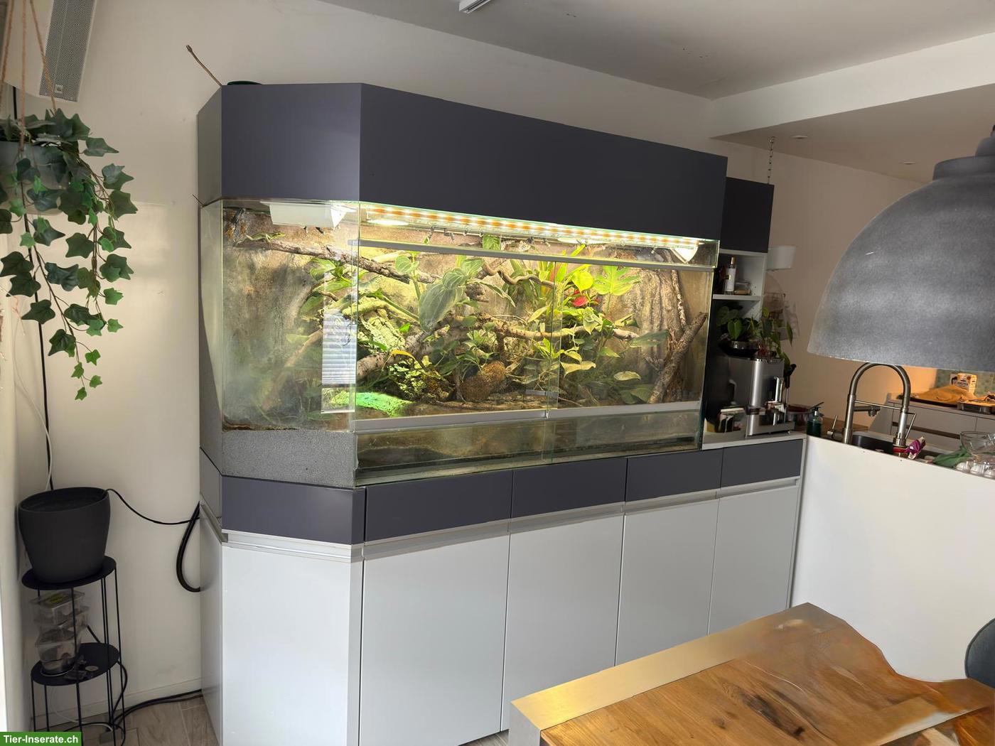 Bild 6: 3 Basilisken mit Terrarium-Komplettset & Unterschrank