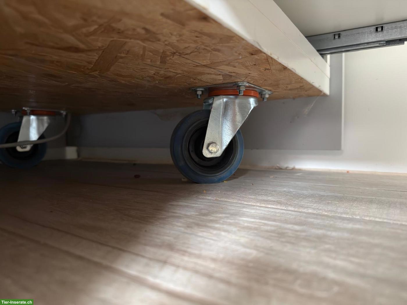 Bild 7: 3 Basilisken mit Terrarium-Komplettset & Unterschrank