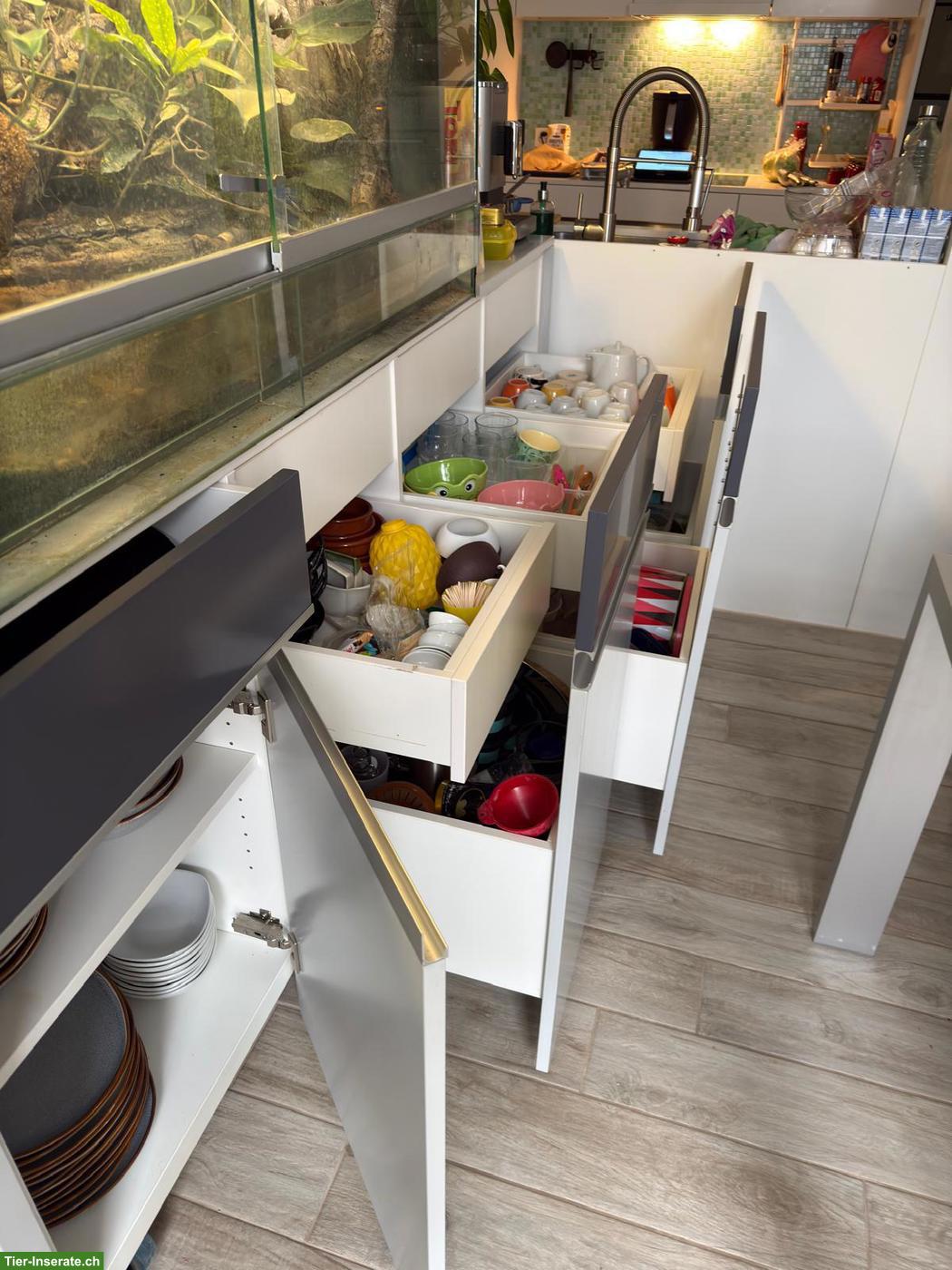 Bild 8: 3 Basilisken mit Terrarium-Komplettset & Unterschrank