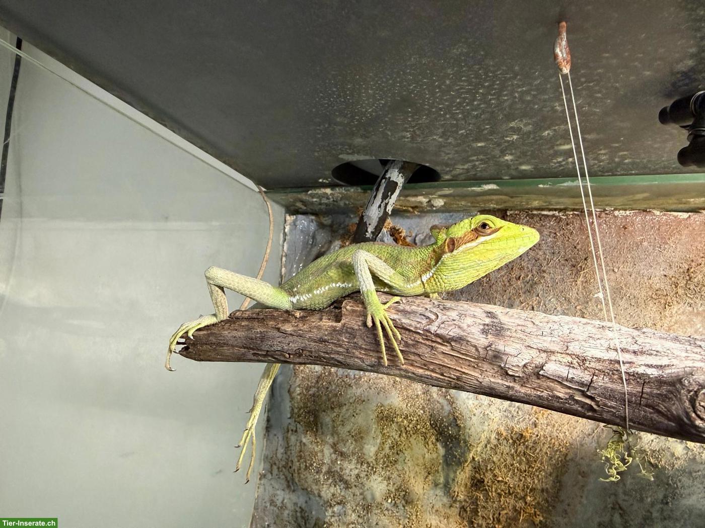 Bild 9: 3 Basilisken mit Terrarium-Komplettset & Unterschrank