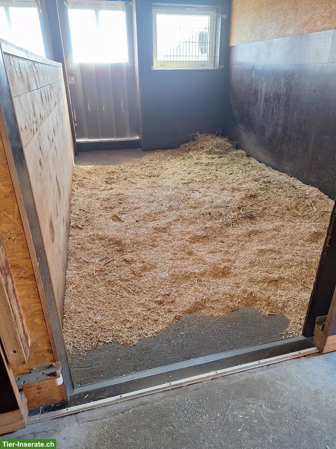 Pferde Auslaufboxe zu vermieten in Hefenhofen TG