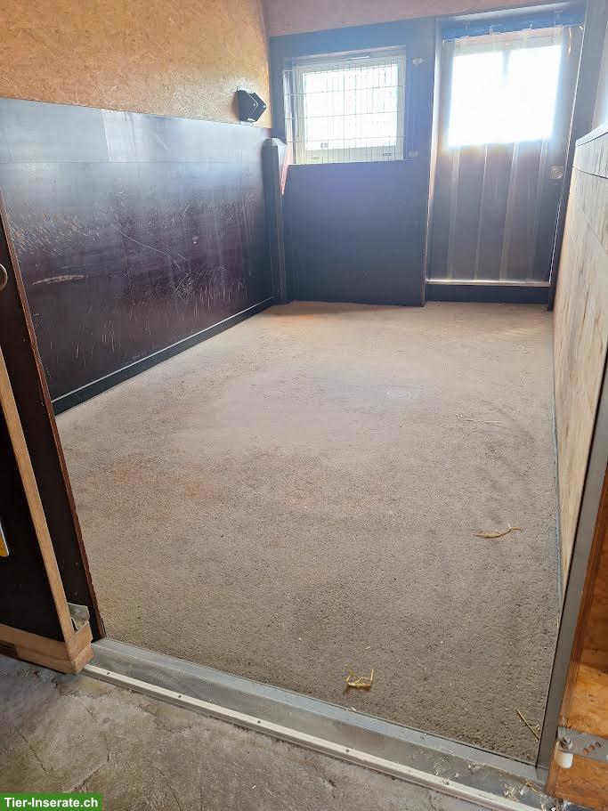 Bild 2: Pferde Auslaufboxe zu vermieten in Hefenhofen TG