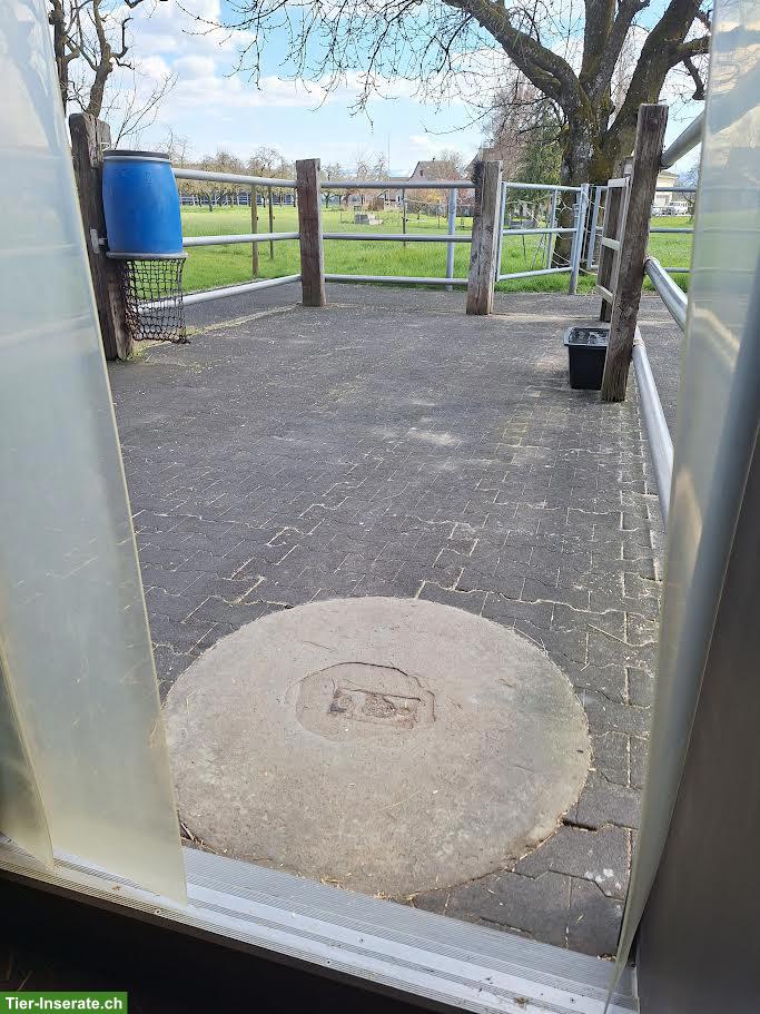 Bild 4: Pferde Auslaufboxe zu vermieten in Hefenhofen TG