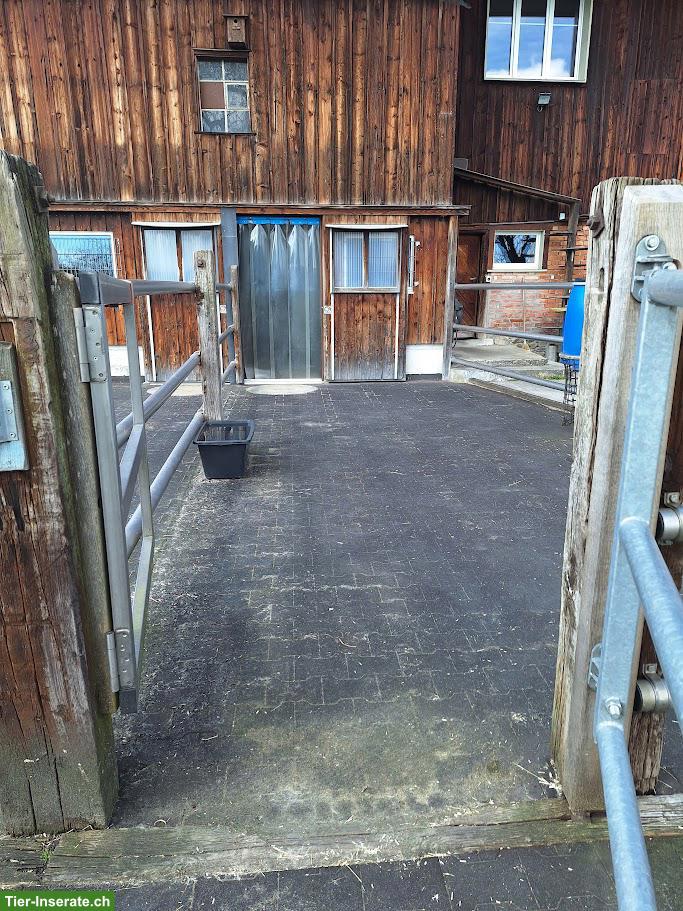 Bild 5: Pferde Auslaufboxe zu vermieten in Hefenhofen TG