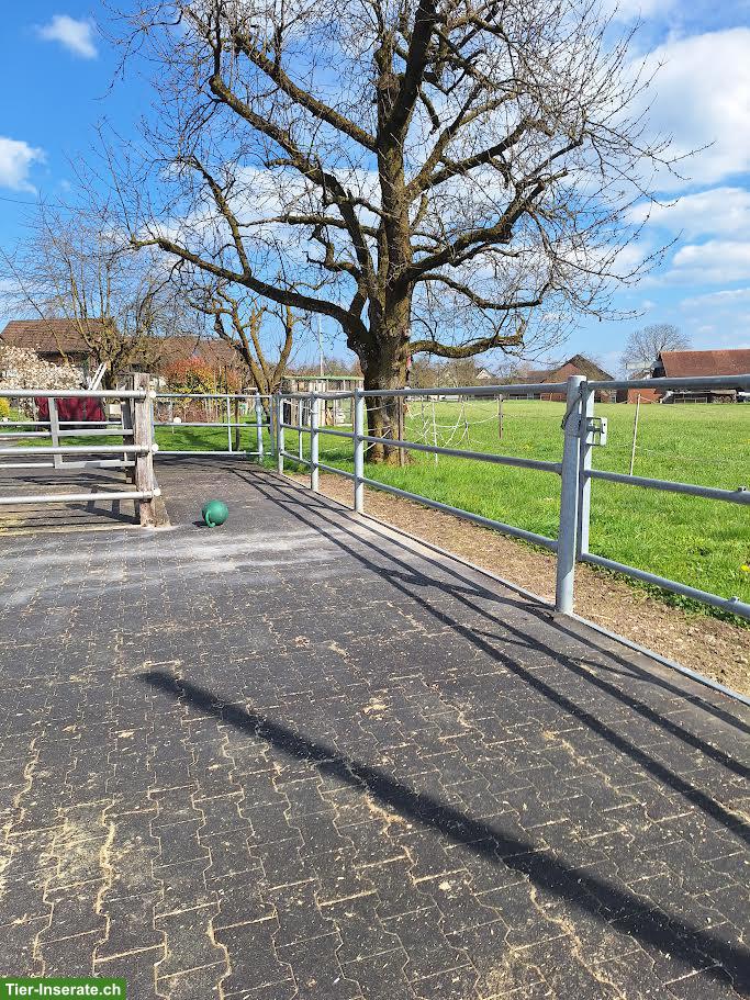 Bild 6: Pferde Auslaufboxe zu vermieten in Hefenhofen TG