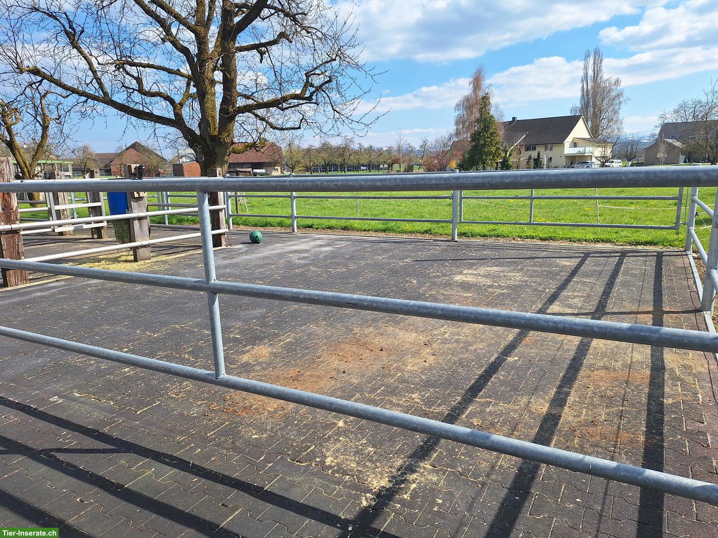 Bild 7: Pferde Auslaufboxe zu vermieten in Hefenhofen TG