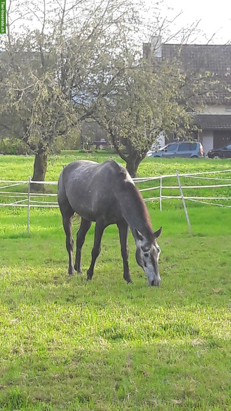 Bild 8: Pferde Auslaufboxe zu vermieten in Hefenhofen TG