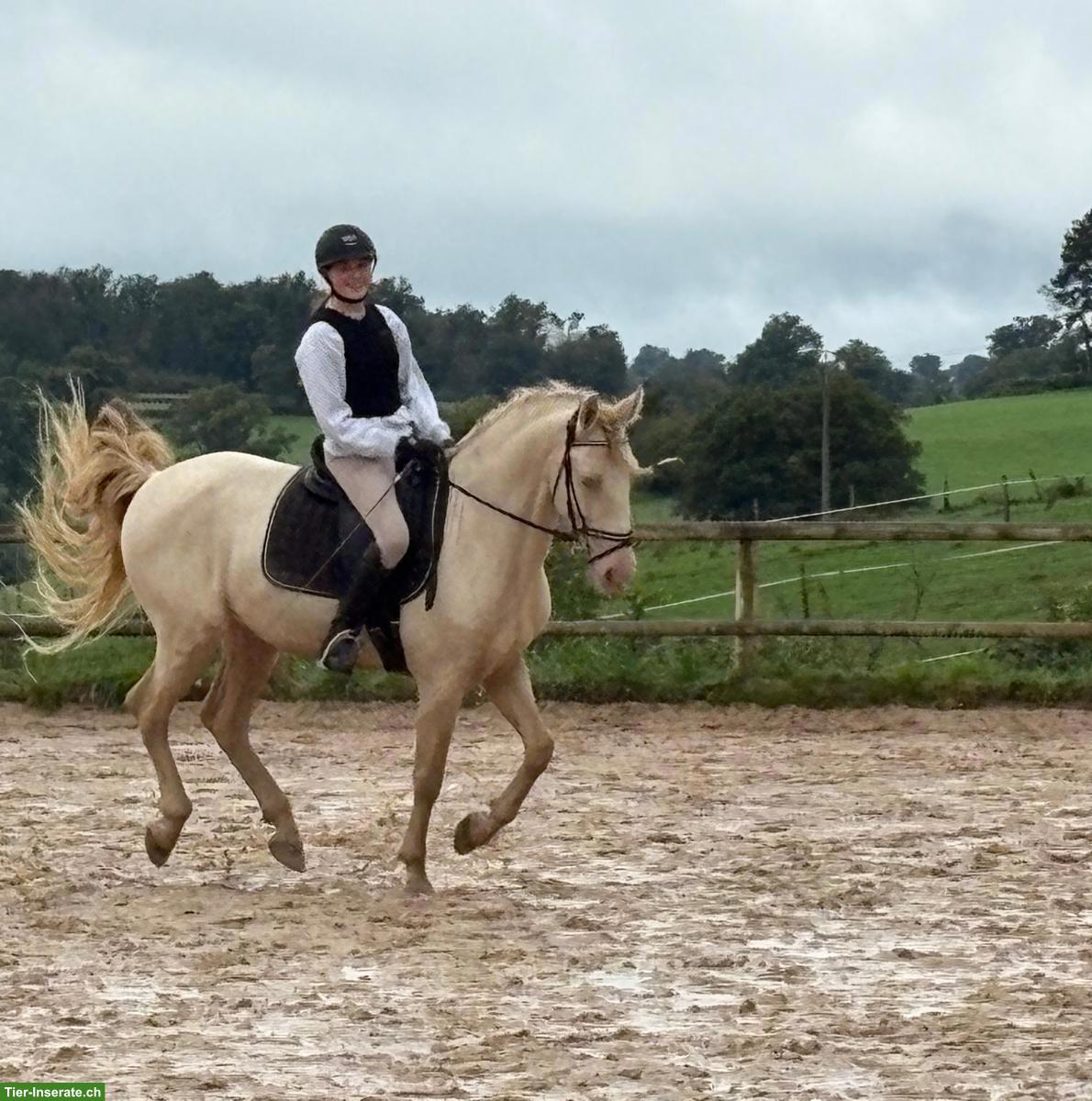 Wunderschöner Perlino PRE-Wallach, 9-jährig, 161 cm