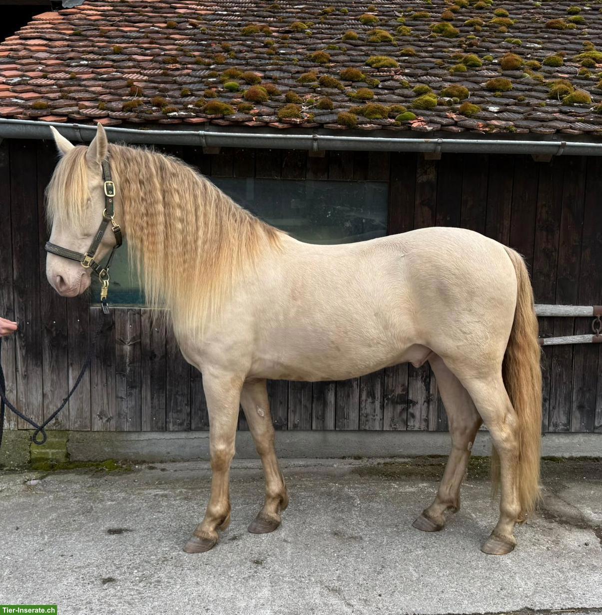 Bild 2: Wunderschöner Perlino PRE-Wallach, 9-jährig, 161 cm