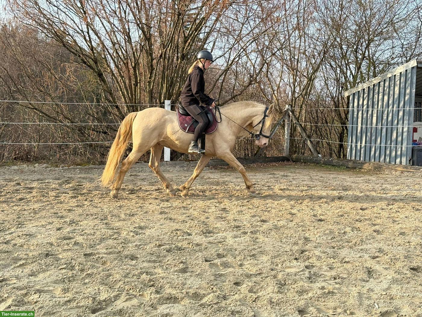 Bild 3: Wunderschöner Perlino PRE-Wallach, 9-jährig, 161 cm