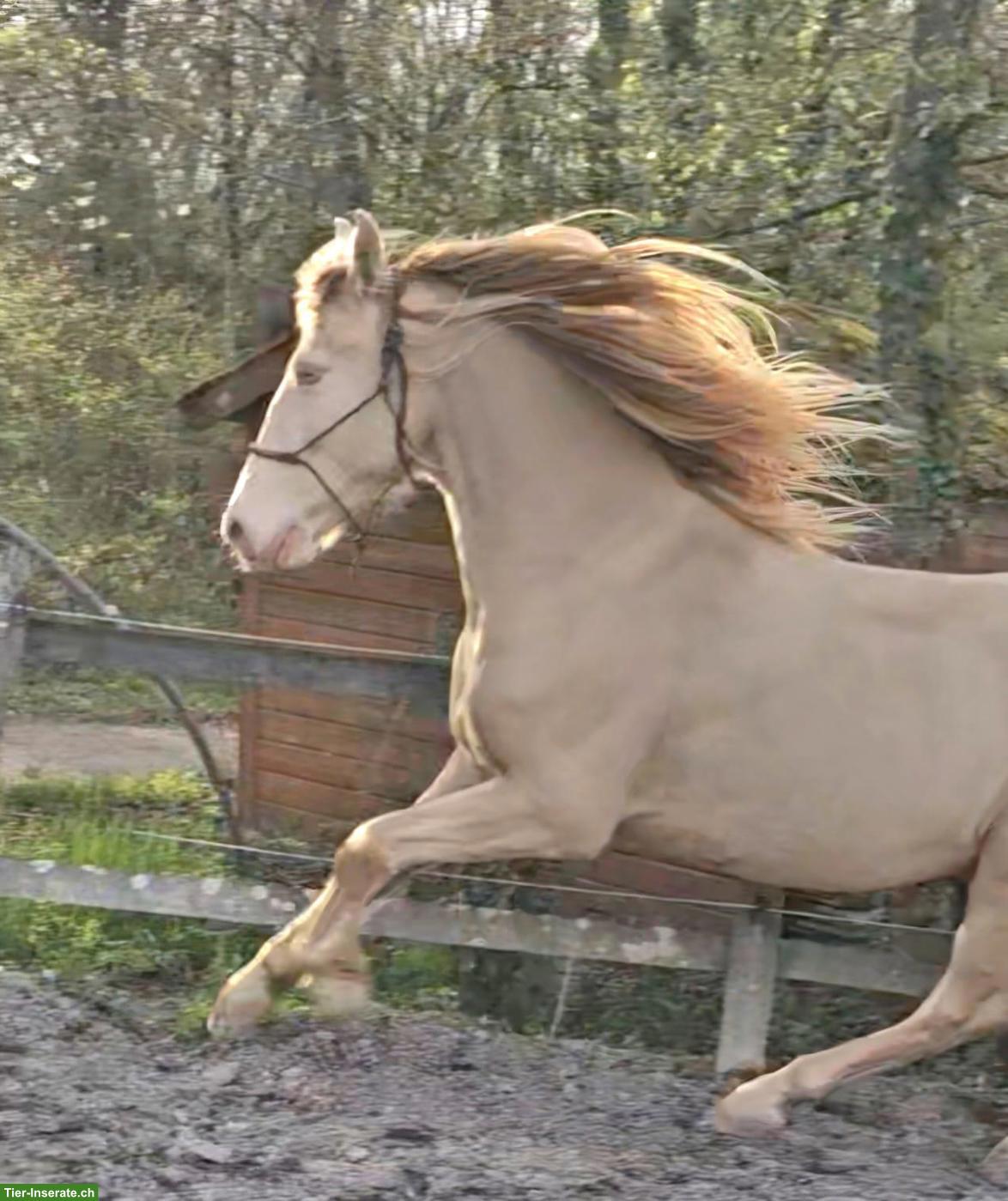 Bild 4: Wunderschöner Perlino PRE-Wallach, 9-jährig, 161 cm