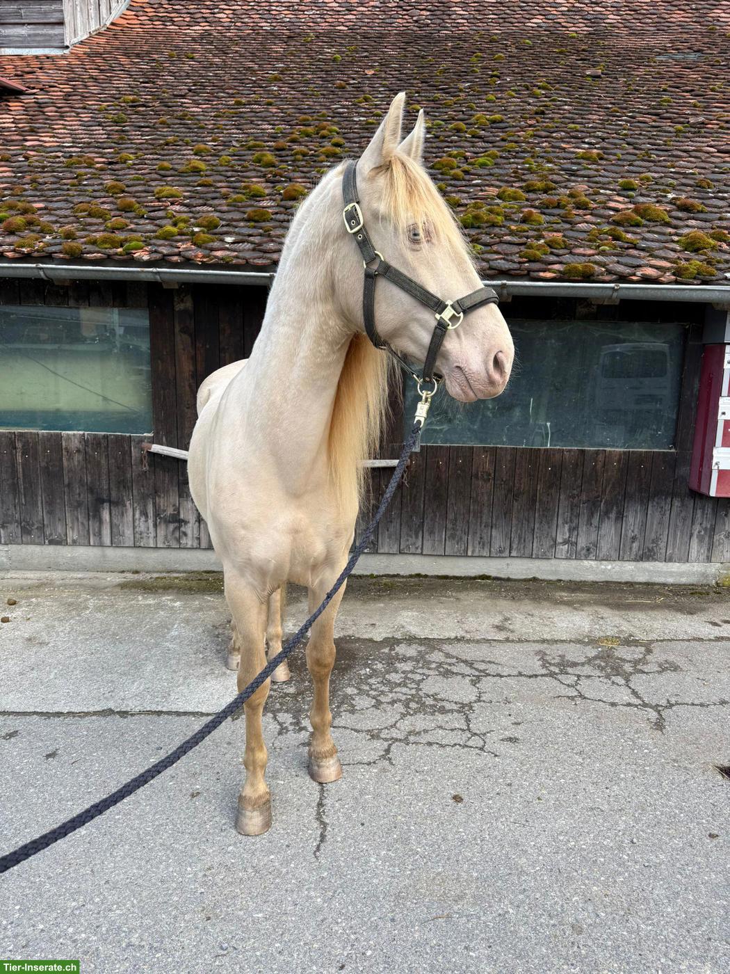 Bild 5: Wunderschöner Perlino PRE-Wallach, 9-jährig, 161 cm