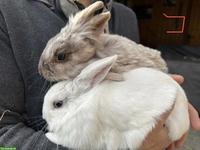 Löwenkopf Zwergkaninchen Pärchen zu verkaufen