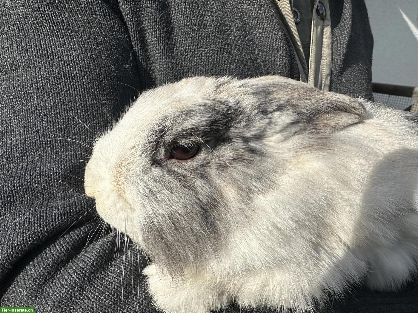 Bild 10: Löwenkopf Zwergkaninchen Pärchen zu verkaufen