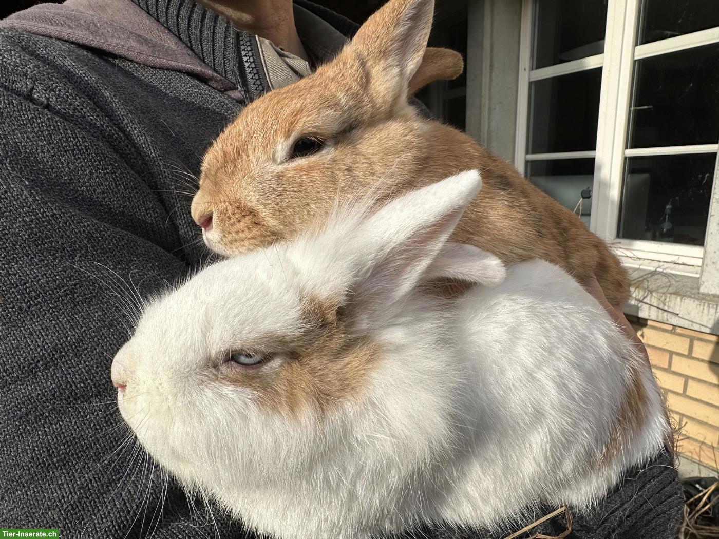Bild 2: Löwenkopf Zwergkaninchen Pärchen zu verkaufen