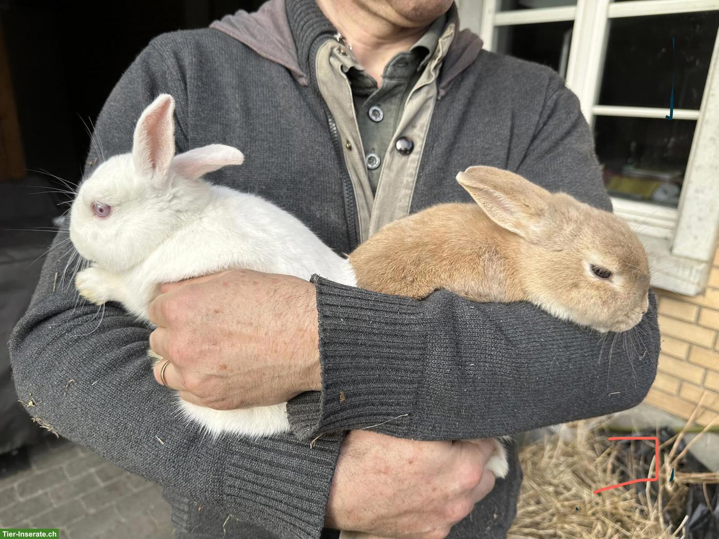 Bild 3: Löwenkopf Zwergkaninchen Pärchen zu verkaufen