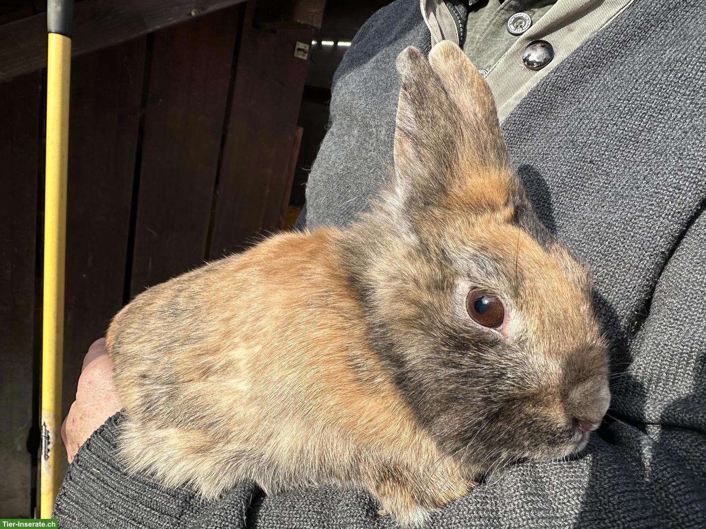Bild 4: Löwenkopf Zwergkaninchen Pärchen zu verkaufen