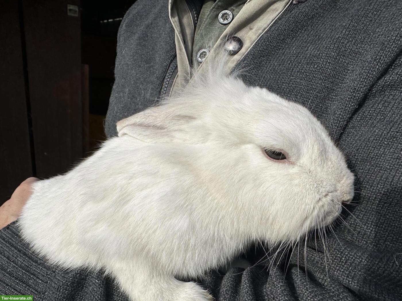 Bild 5: Löwenkopf Zwergkaninchen Pärchen zu verkaufen