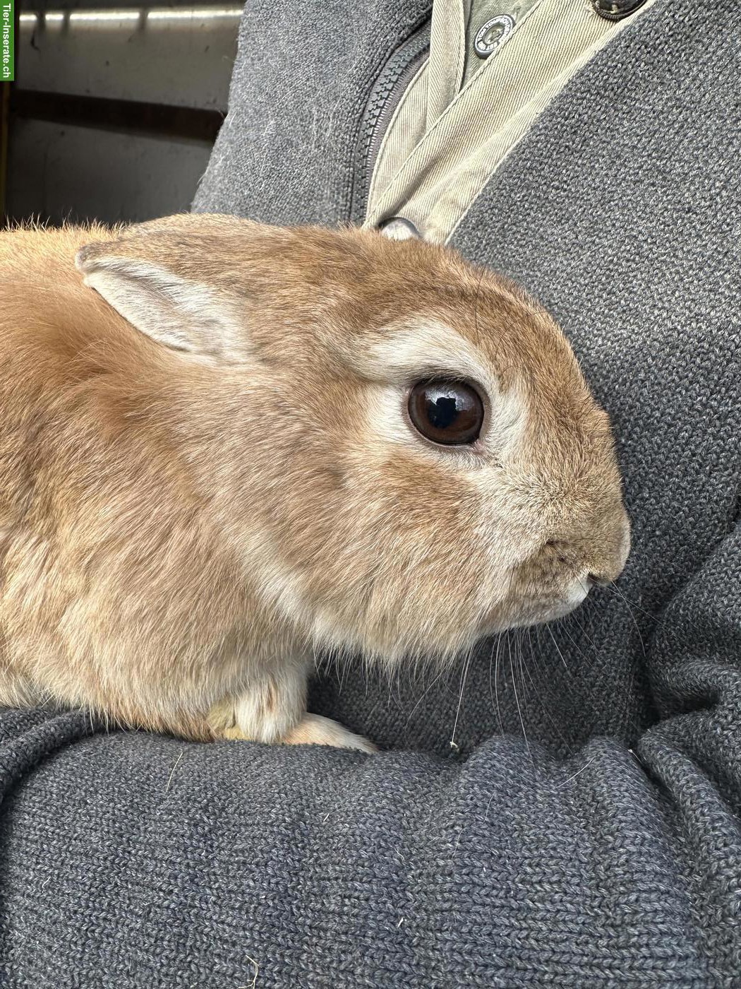 Bild 6: Löwenkopf Zwergkaninchen Pärchen zu verkaufen