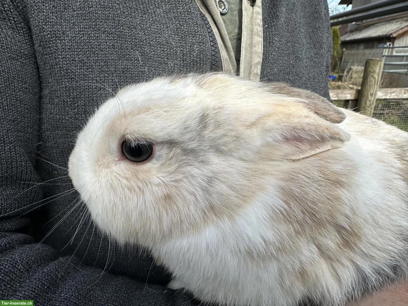 Bild 7: Löwenkopf Zwergkaninchen Pärchen zu verkaufen