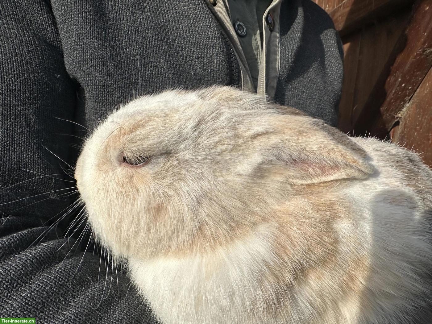 Bild 8: Löwenkopf Zwergkaninchen Pärchen zu verkaufen
