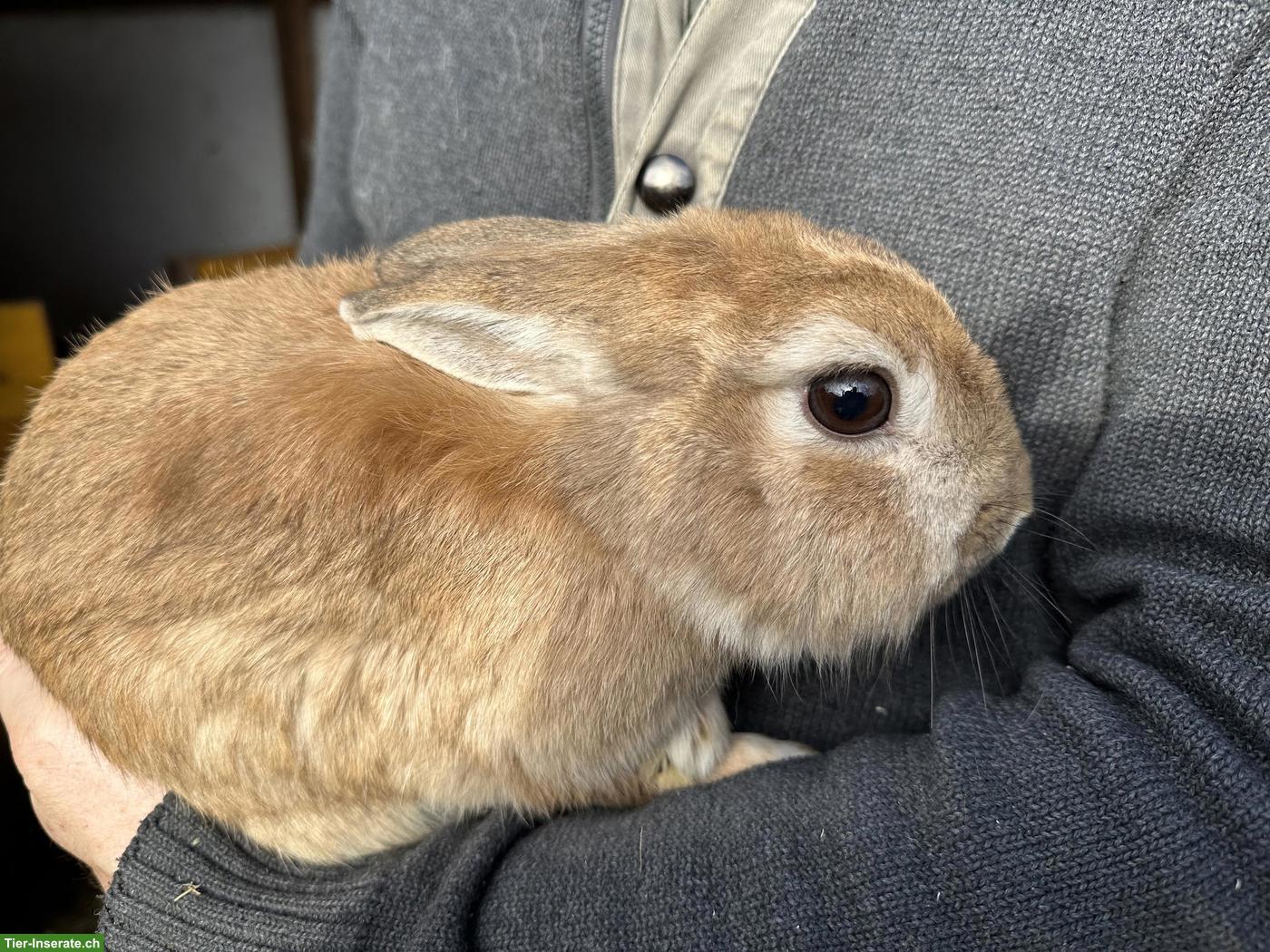 Bild 9: Löwenkopf Zwergkaninchen Pärchen zu verkaufen
