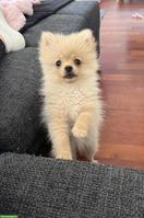 Junge Pomeranian Zwergspitz Welpin, weiblich