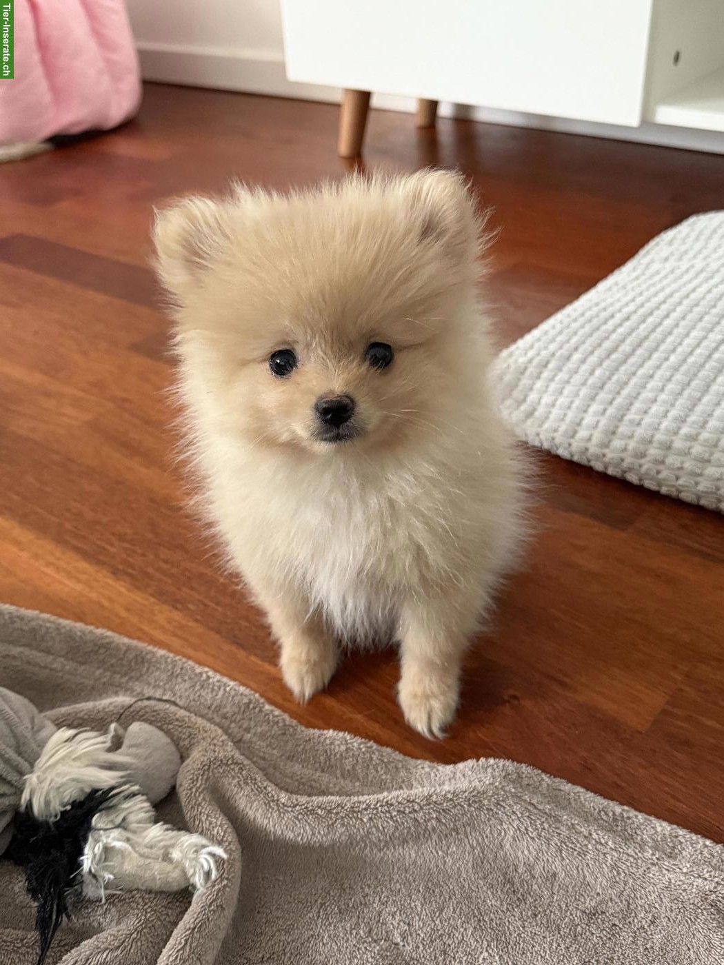 Bild 2: Junge Pomeranian Zwergspitz Welpin, weiblich