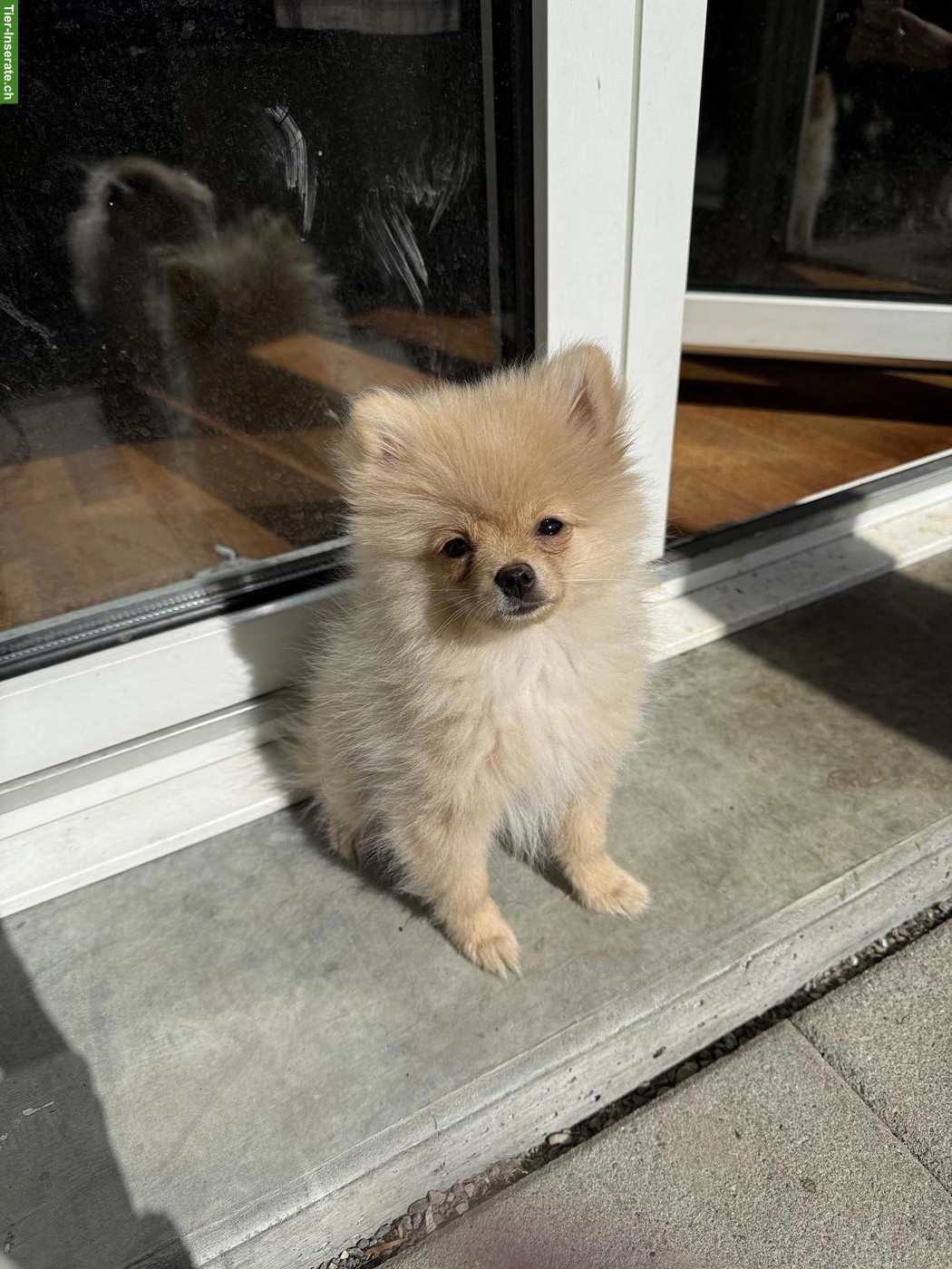 Bild 3: Junge Pomeranian Zwergspitz Welpin, weiblich