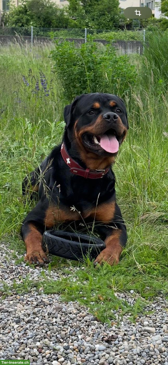 Wunderschöner Rottweiler Rüde «CESAR», 4.5-jährig