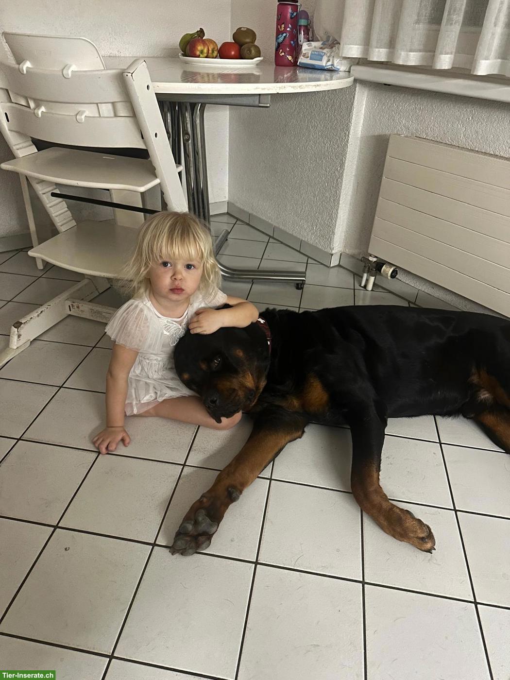 Bild 2: Wunderschöner Rottweiler Rüde «CESAR», 4.5-jährig