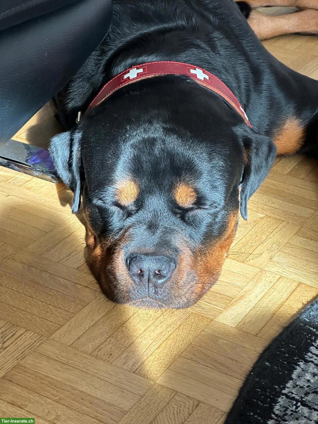 Bild 3: Wunderschöner Rottweiler Rüde «CESAR», 4.5-jährig