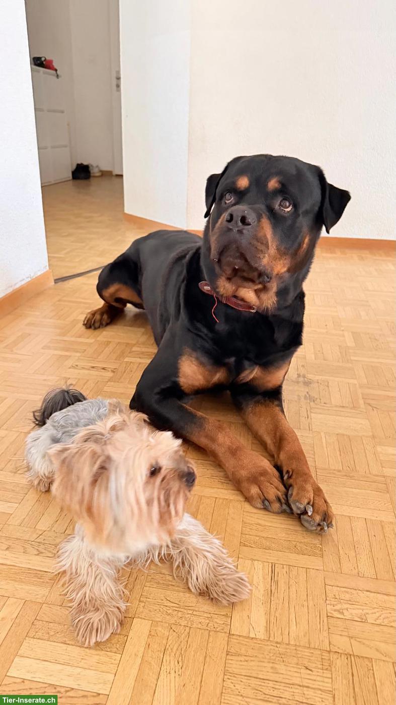 Bild 4: Wunderschöner Rottweiler Rüde «CESAR», 4.5-jährig