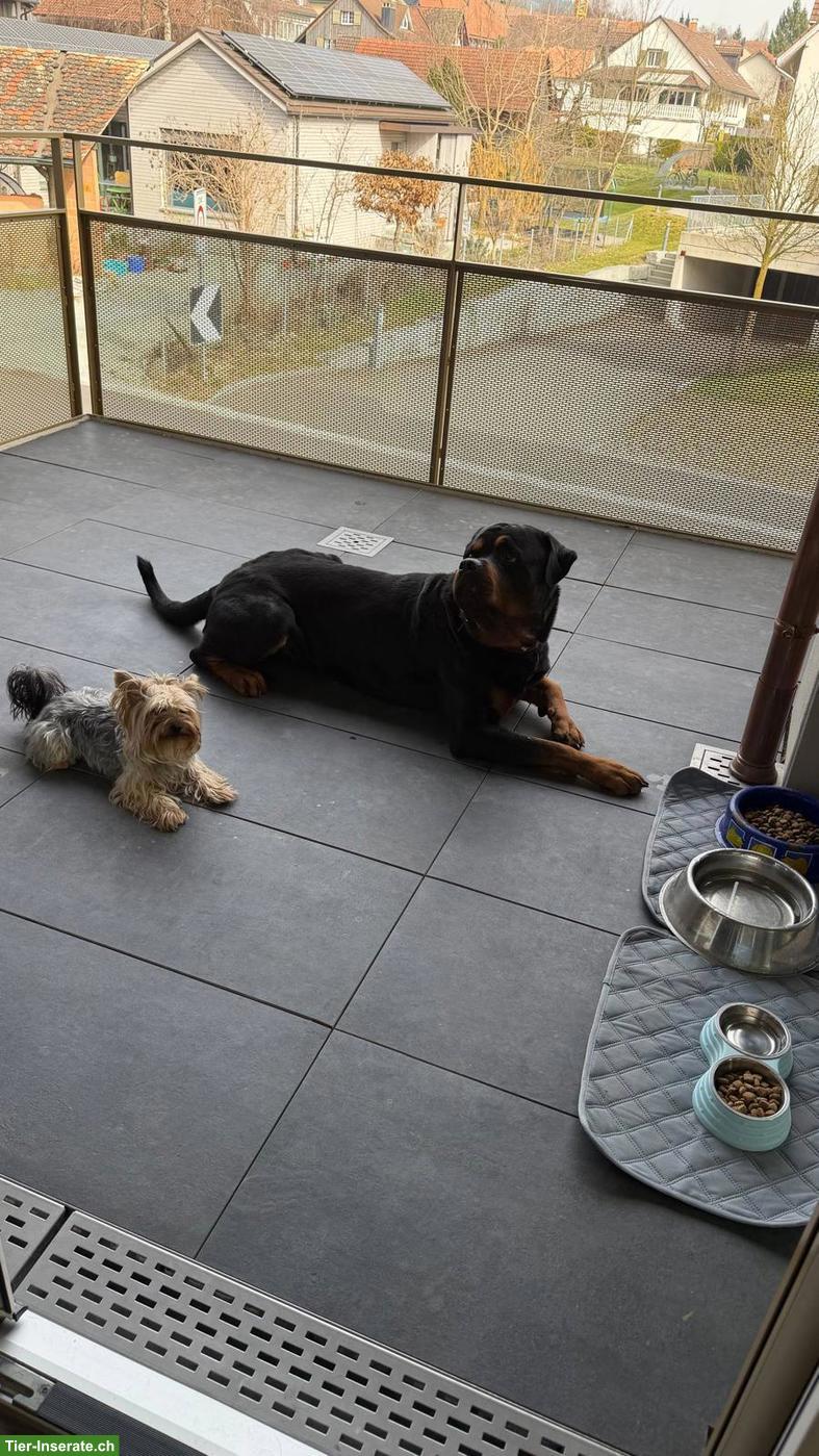 Bild 5: Wunderschöner Rottweiler Rüde «CESAR», 4.5-jährig