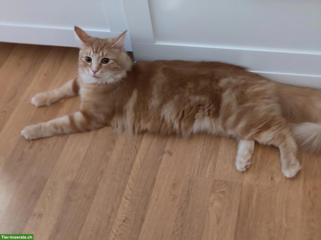 Liebe Norweger Katze weiblich, reinrassig