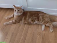 Liebes Norweger Katzen Mädchen, reinrassig