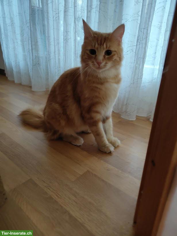 Bild 2: Liebe Norweger Katze weiblich, reinrassig